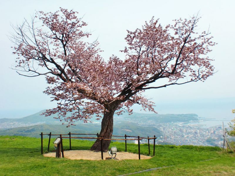 mùa xuân Otaru mùa xuân Otaru
